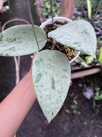 Hoya Glabra Gin