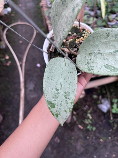 Hoya Glabra Gin