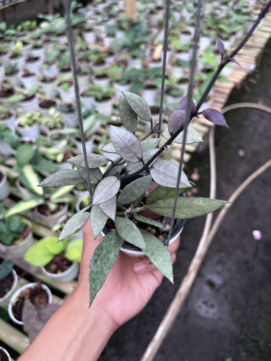 Hoya Lacunosa Purple