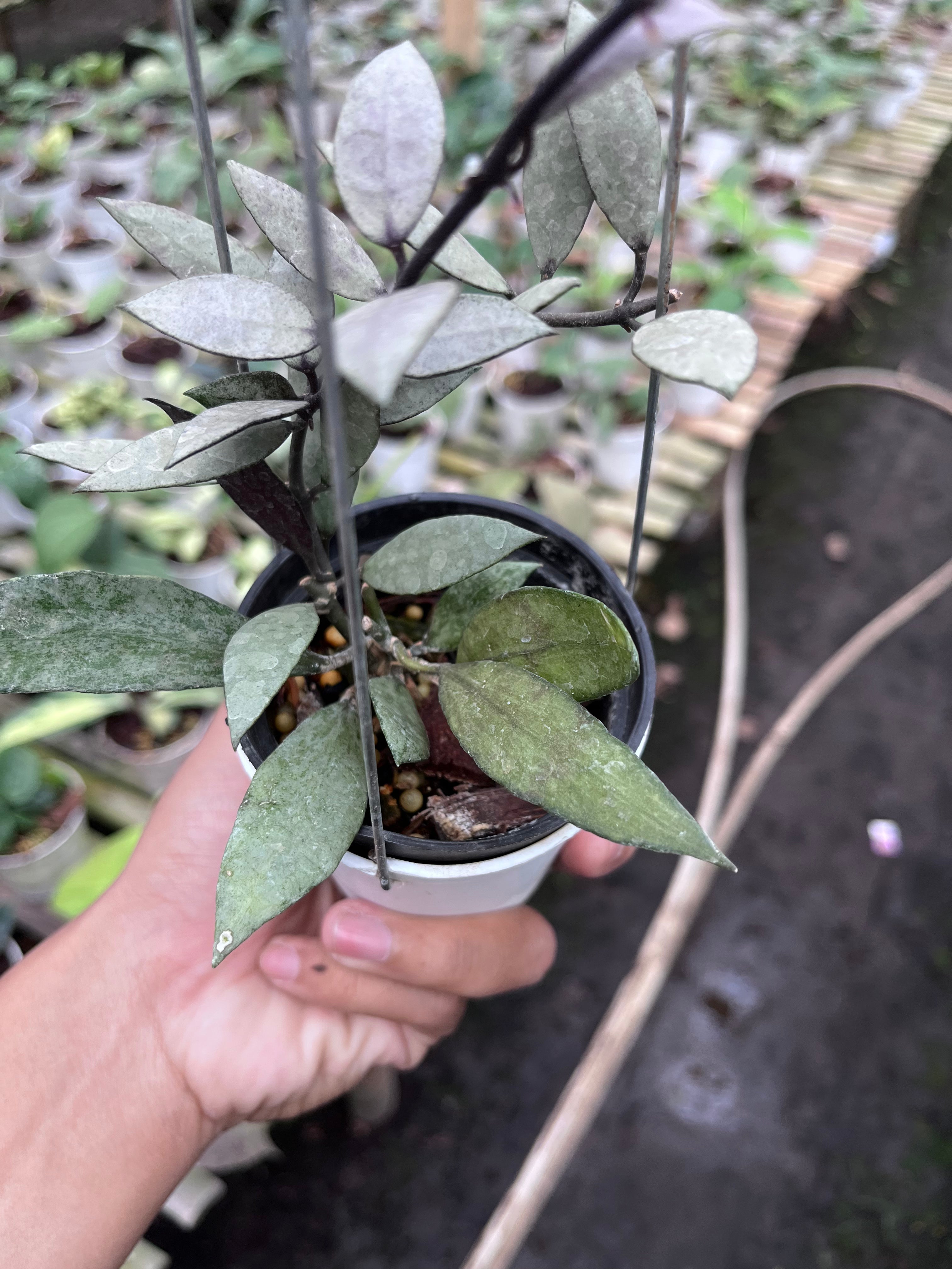 Hoya Lacunosa Purple