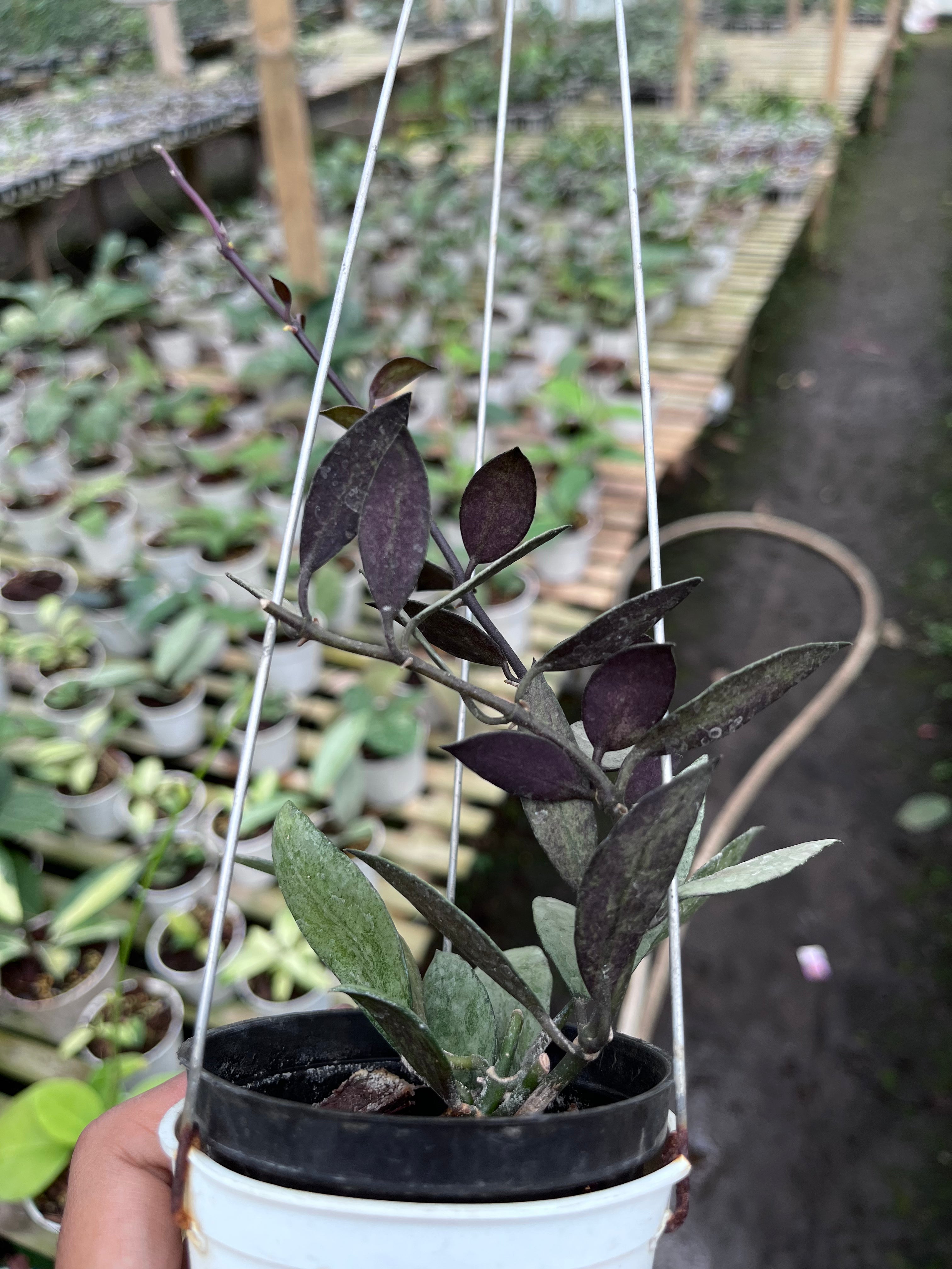 Hoya Lacunosa Purple