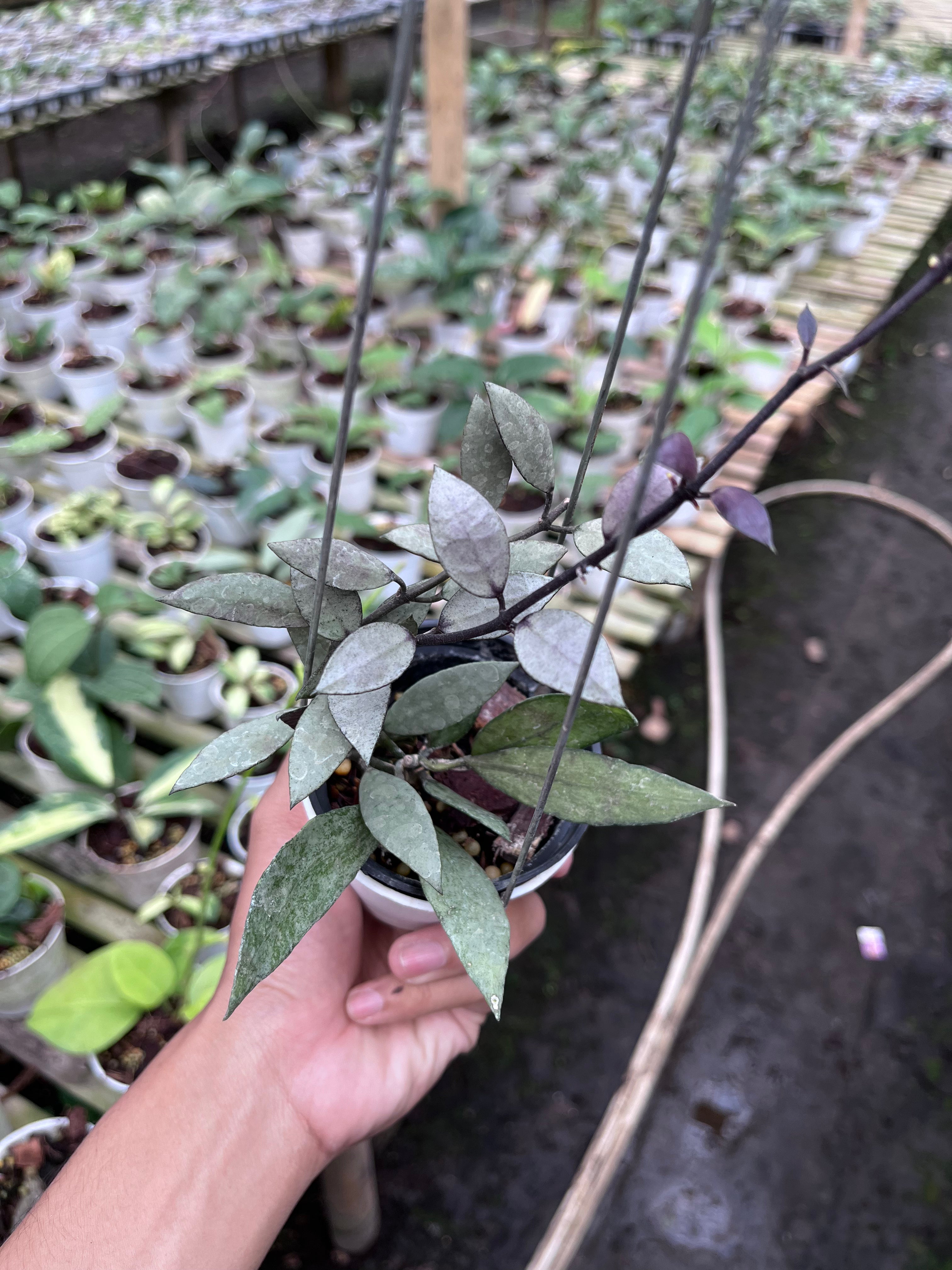 Hoya Lacunosa Purple