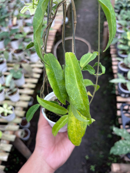 Hoya Chlorantha