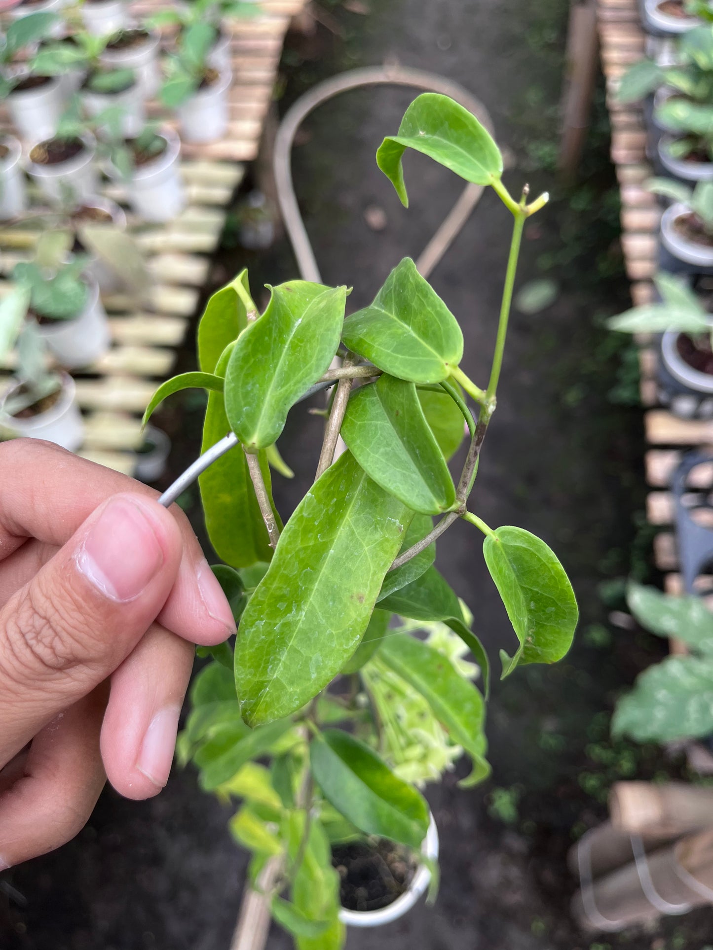Hoya Chlorantha