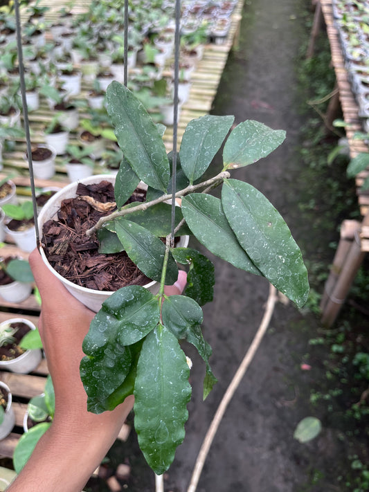 Hoya Sp East Java (Jatim)