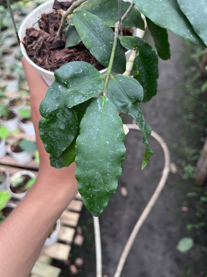 Hoya Sp East Java (Jatim)
