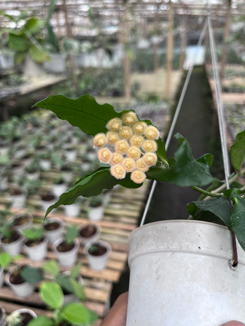 Hoya Sp East Java (Jatim)
