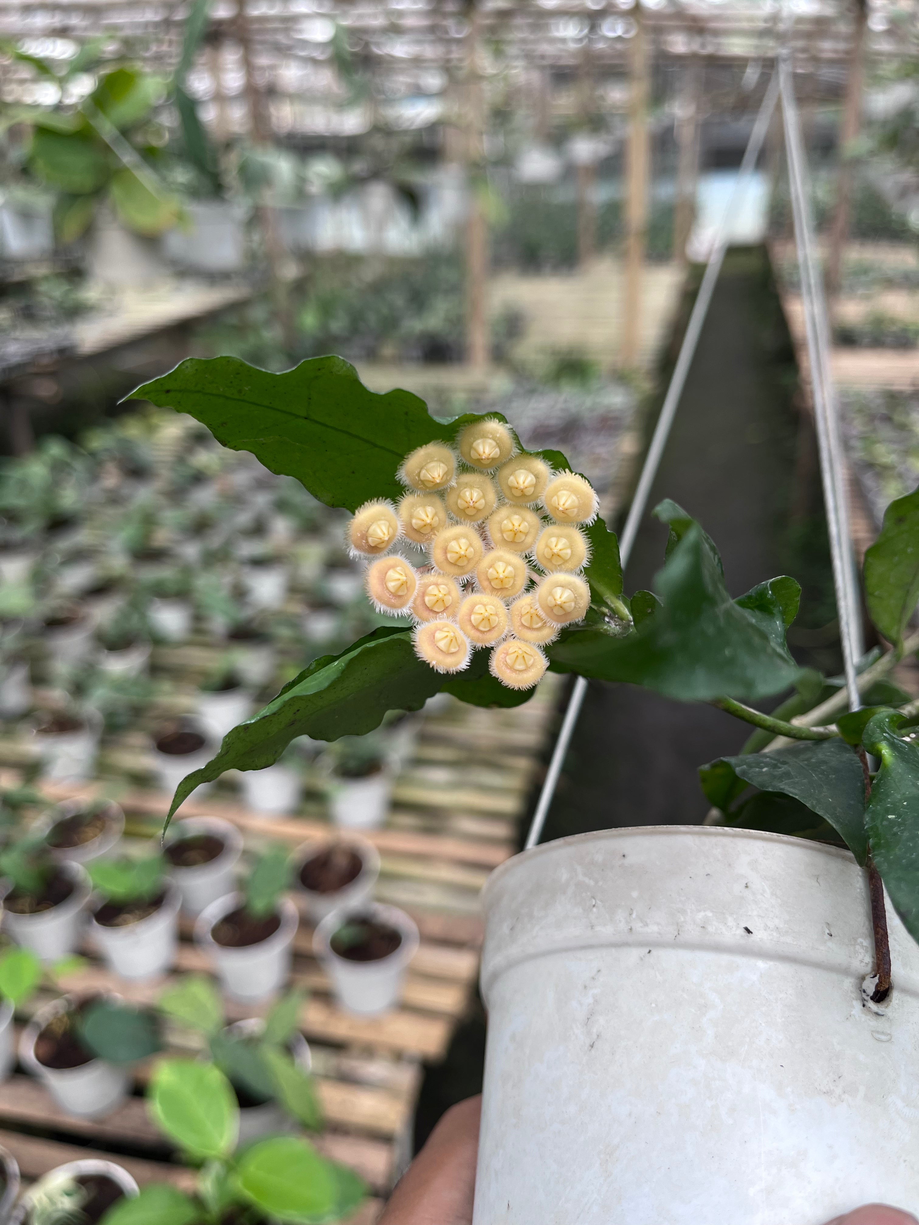 Hoya Sp East Java (Jatim)