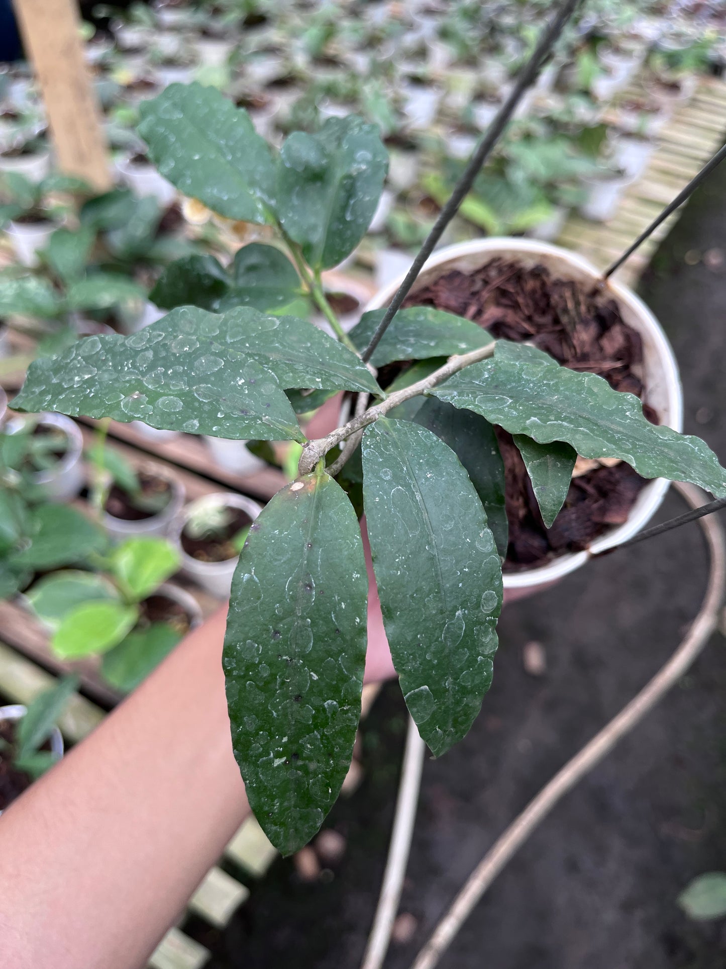 Hoya Sp East Java (Jatim)