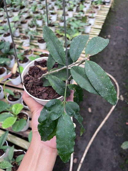 Hoya Sp East Java (Jatim)