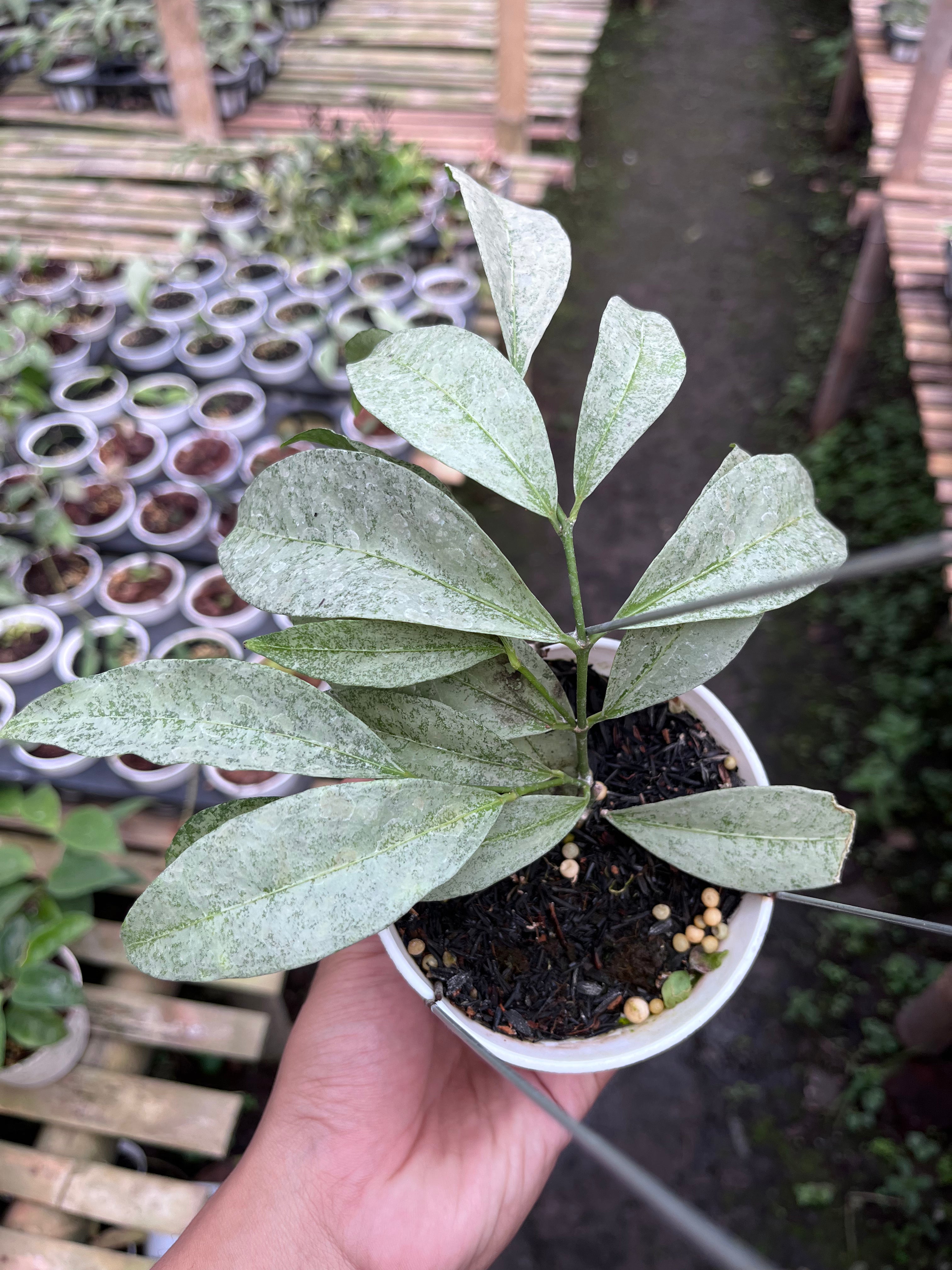 Hoya Amicabilis Silver (small size)