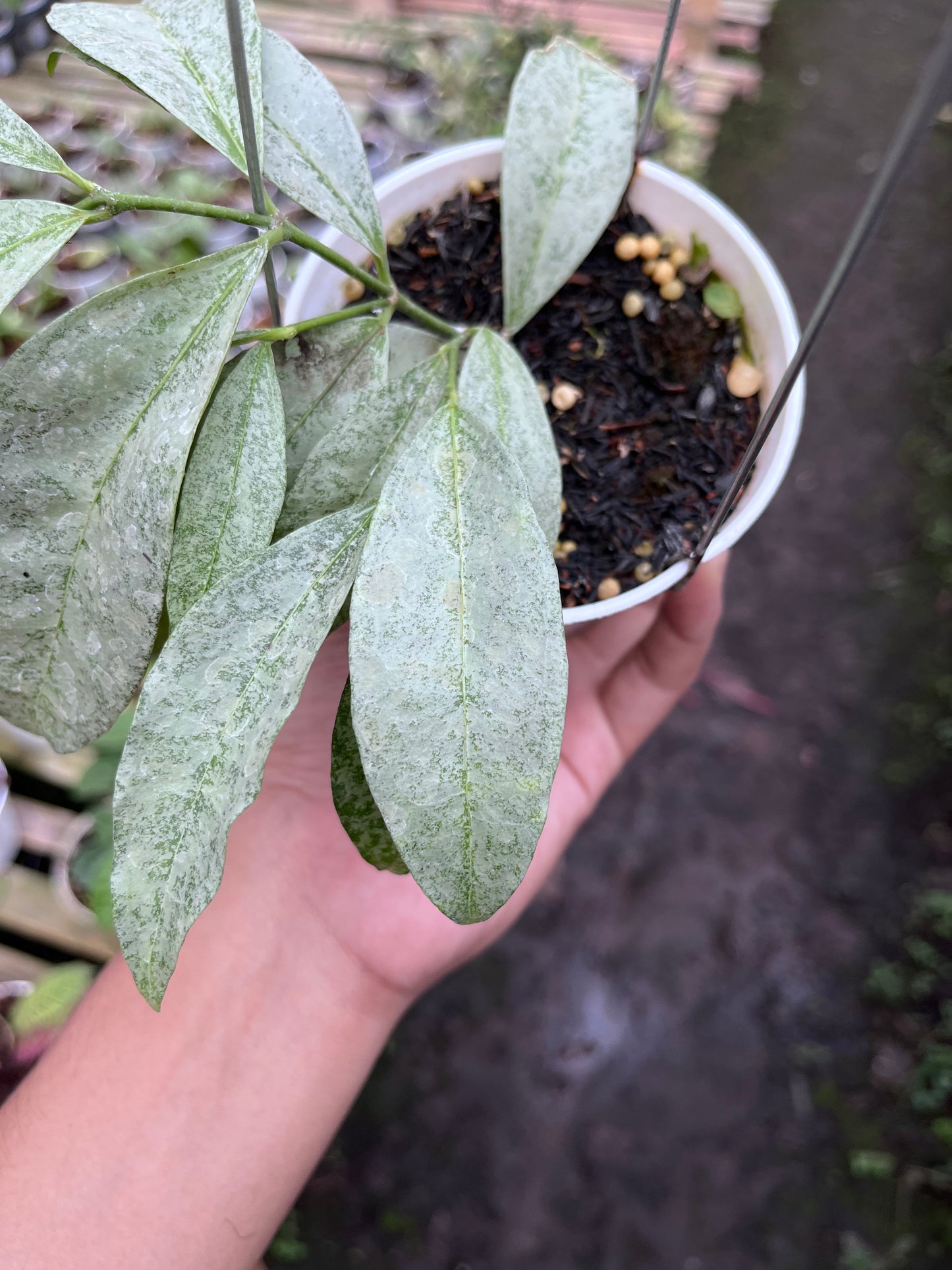 Hoya Amicabilis Silver