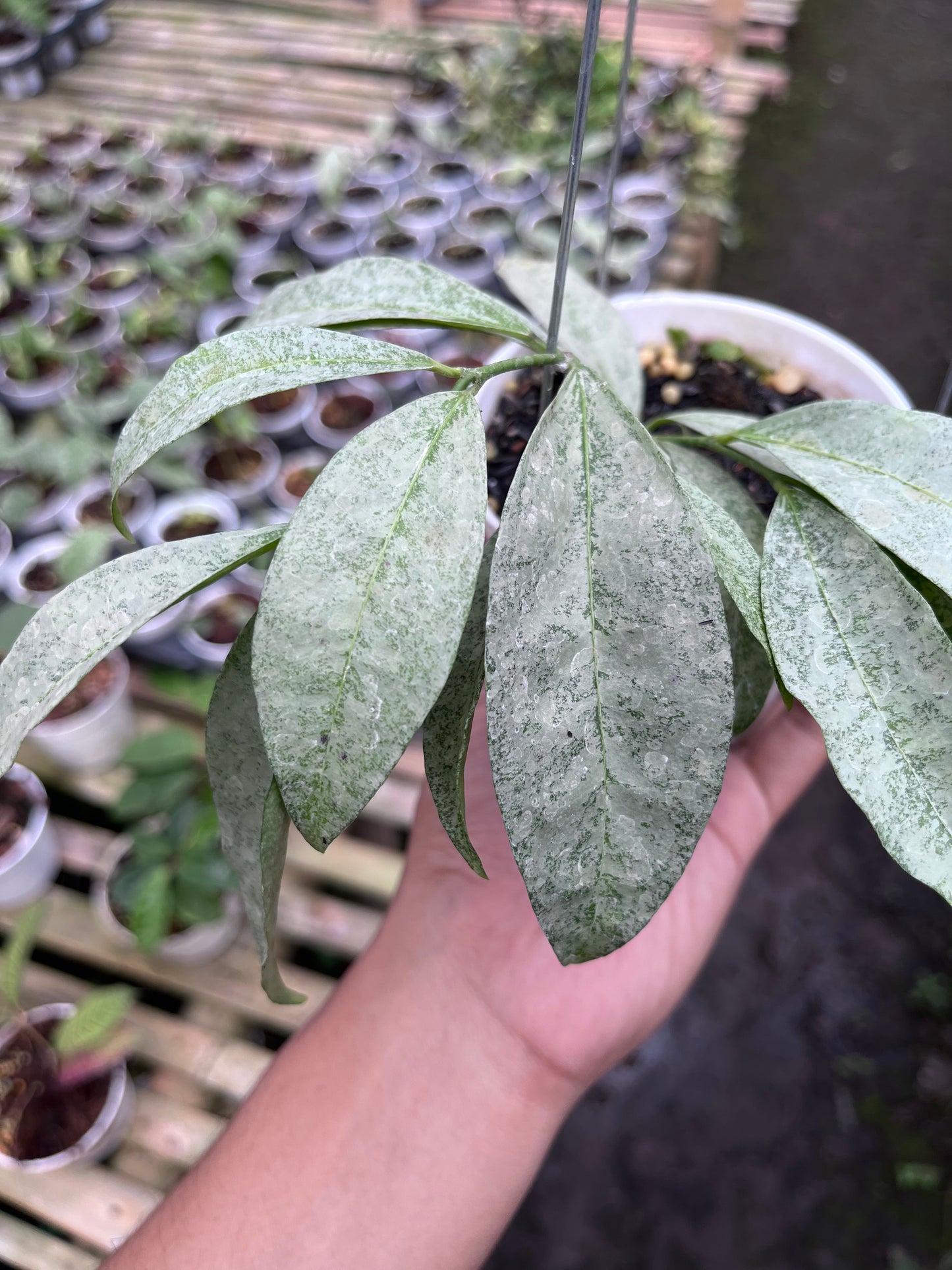 Hoya Amicabilis Silver