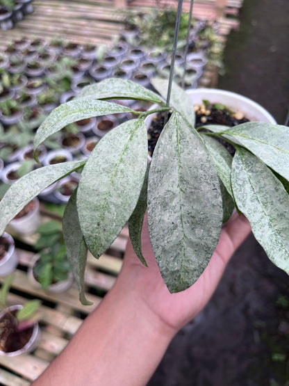 Hoya Amicabilis Silver