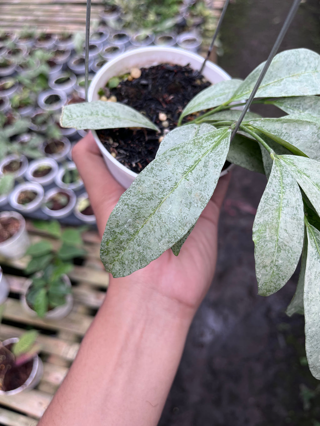 Hoya Amicabilis Silver (small size)