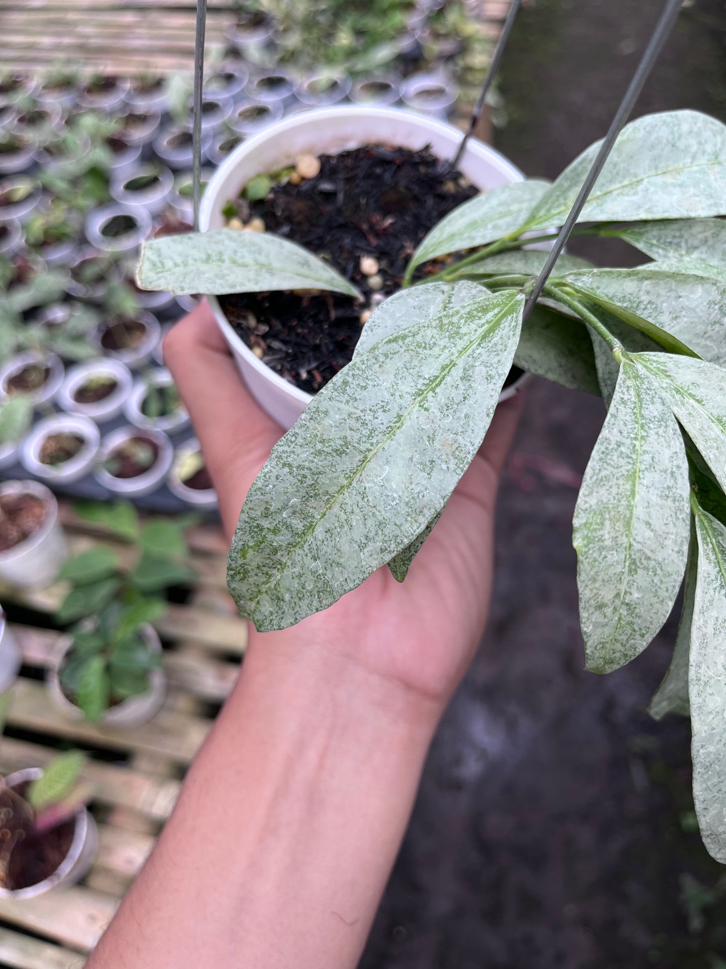 Hoya Amicabilis Silver