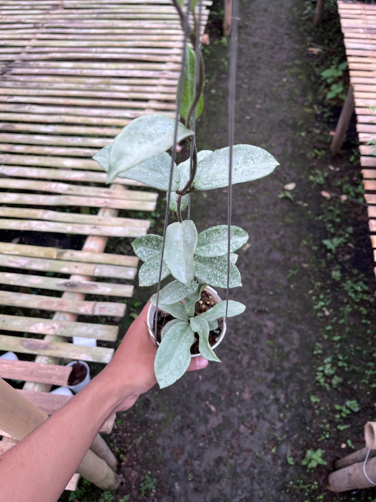 Hoya Nova Ghost