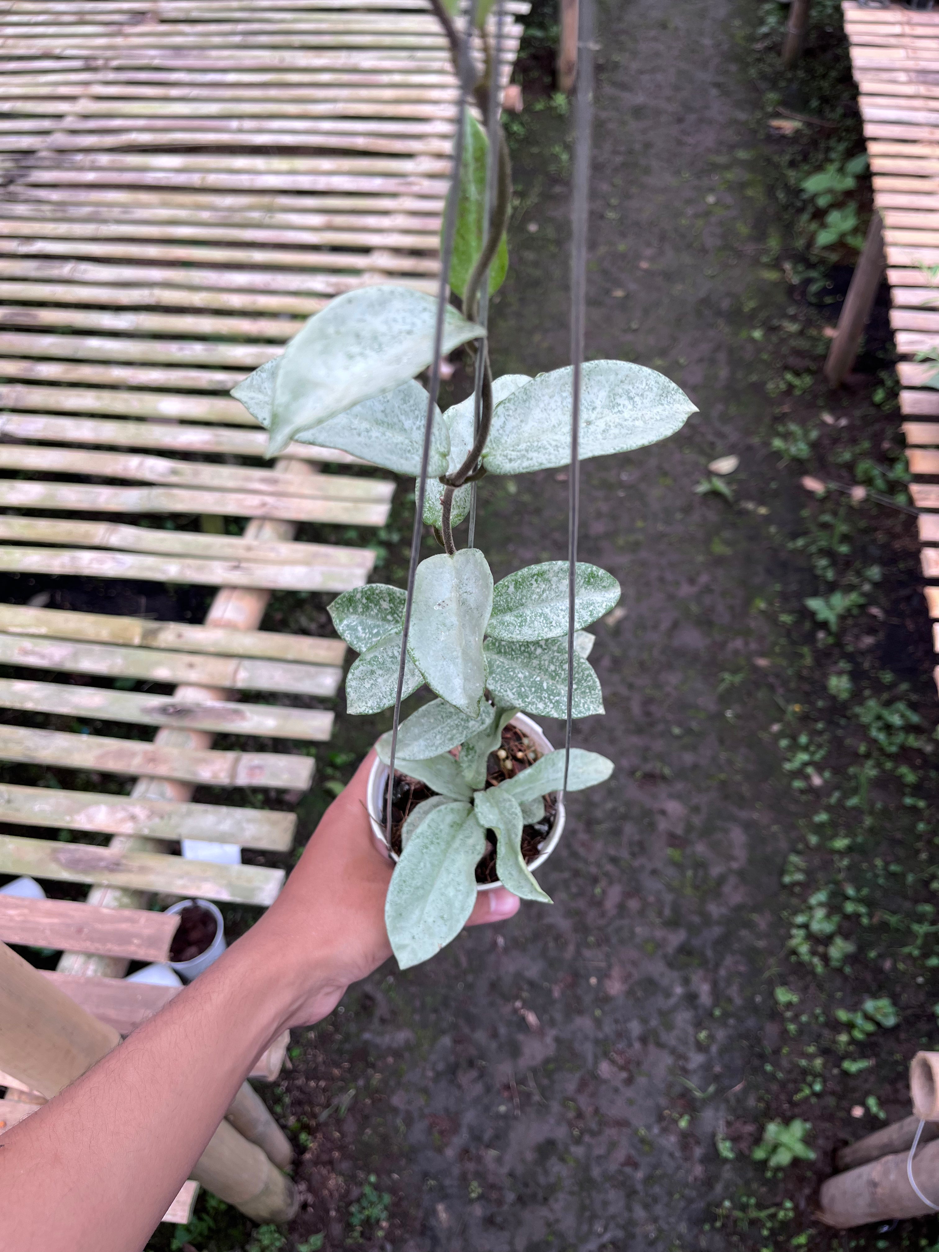 Hoya Nova Ghost