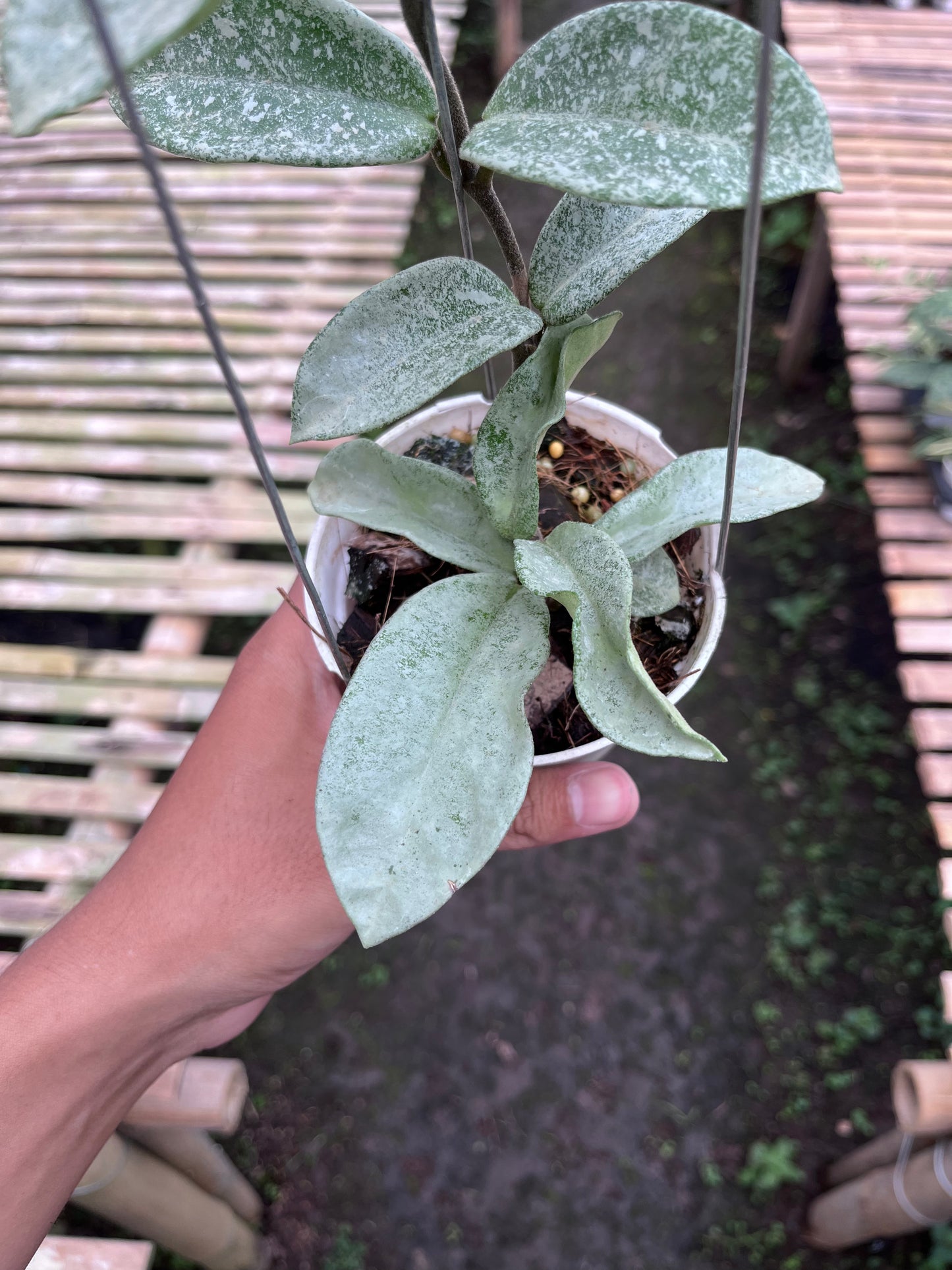 Hoya Nova Ghost