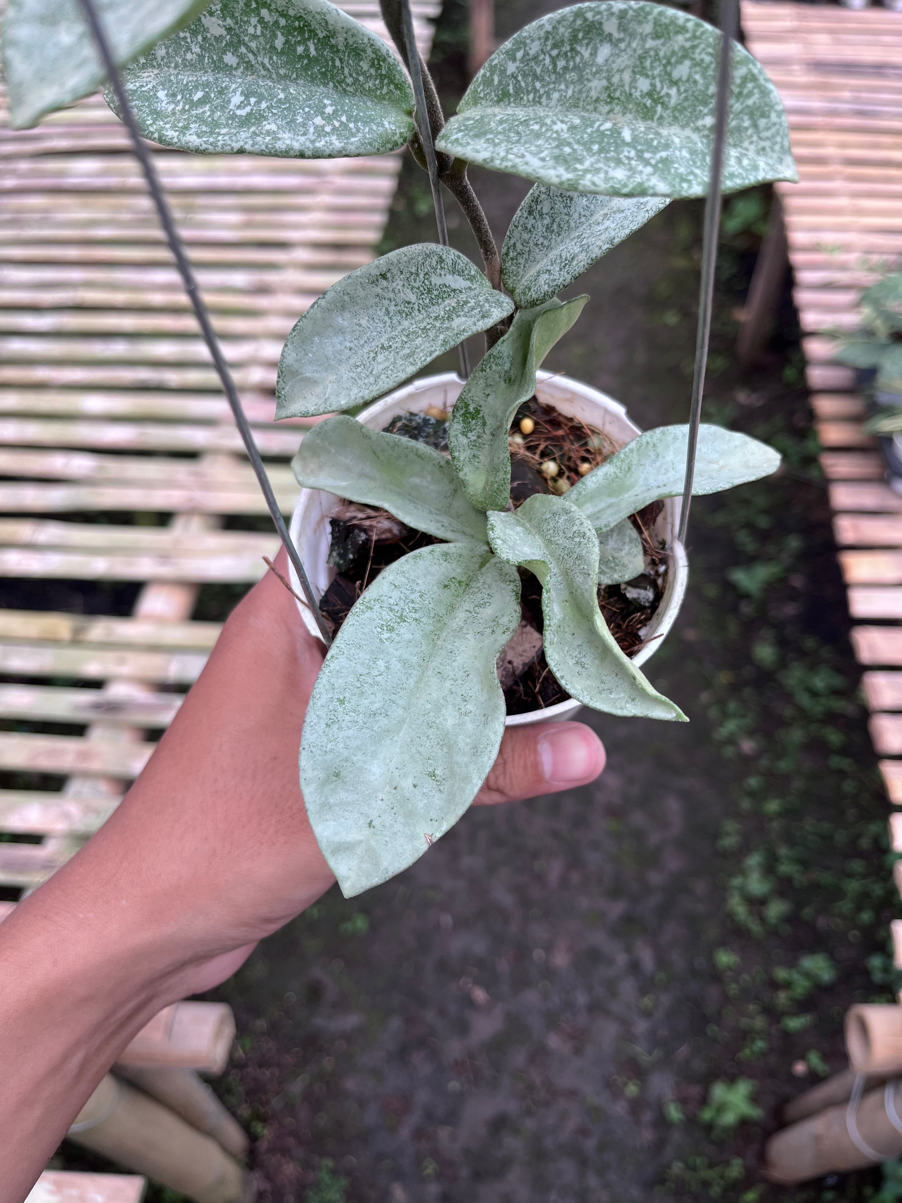 Hoya Nova Ghost