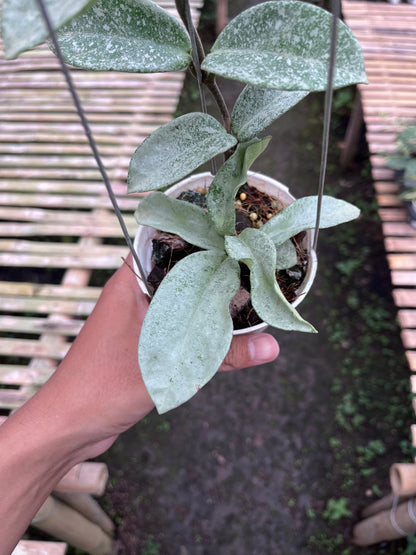 Hoya Nova Ghost