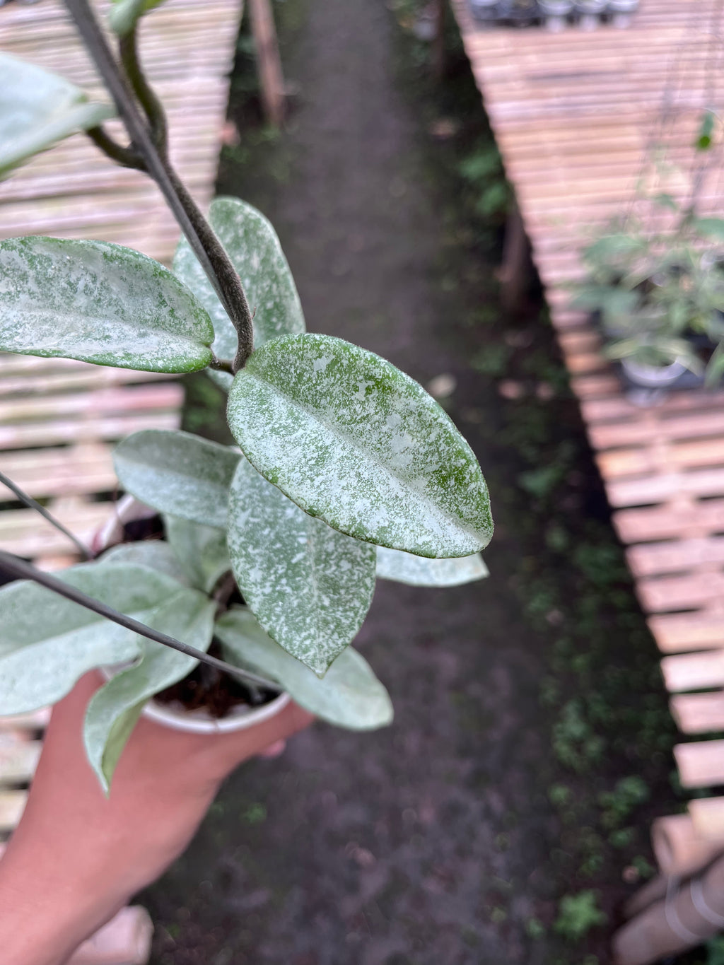 Hoya Nova Ghost