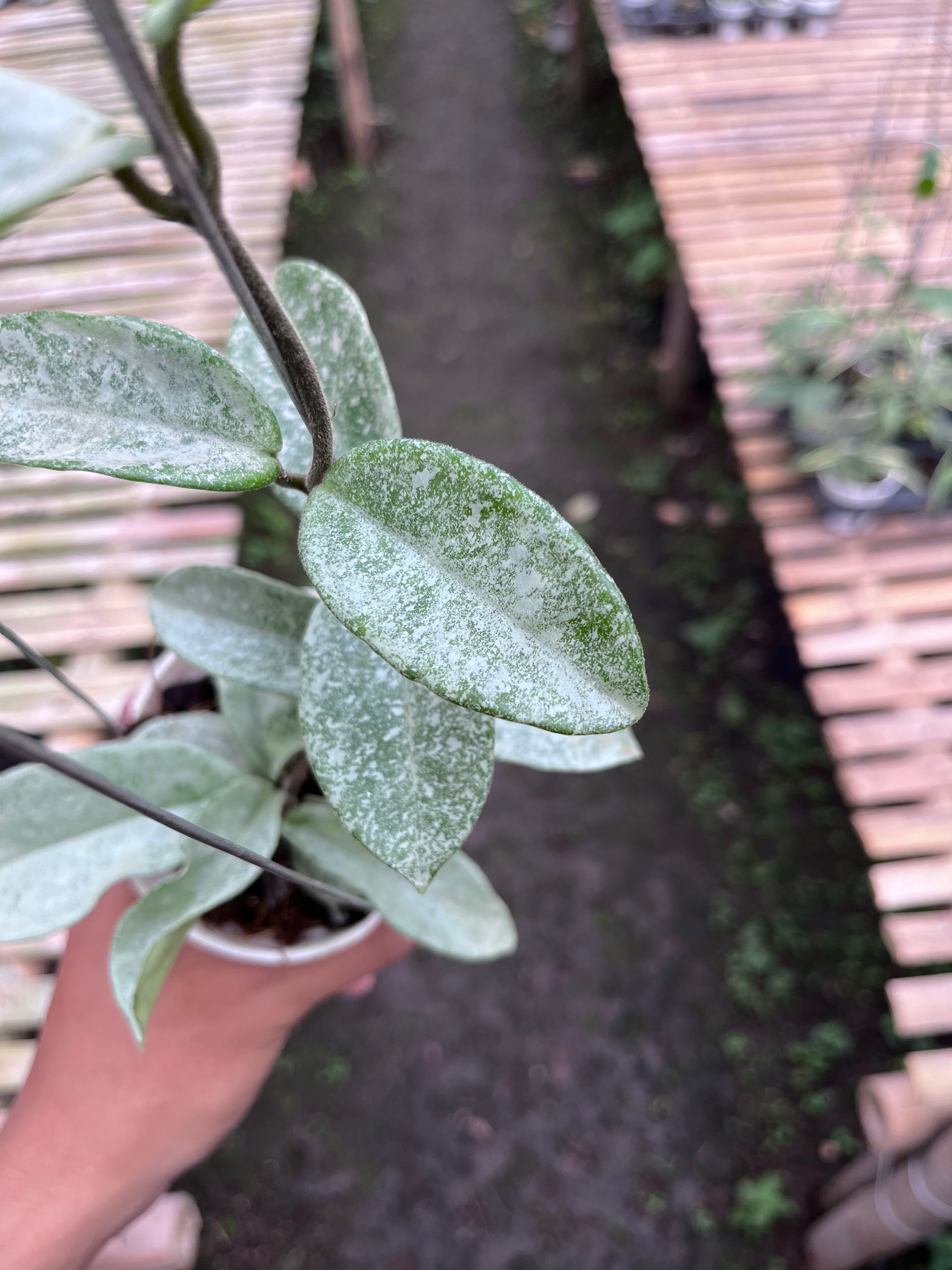 Hoya Nova Ghost