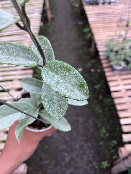 Hoya Nova Ghost