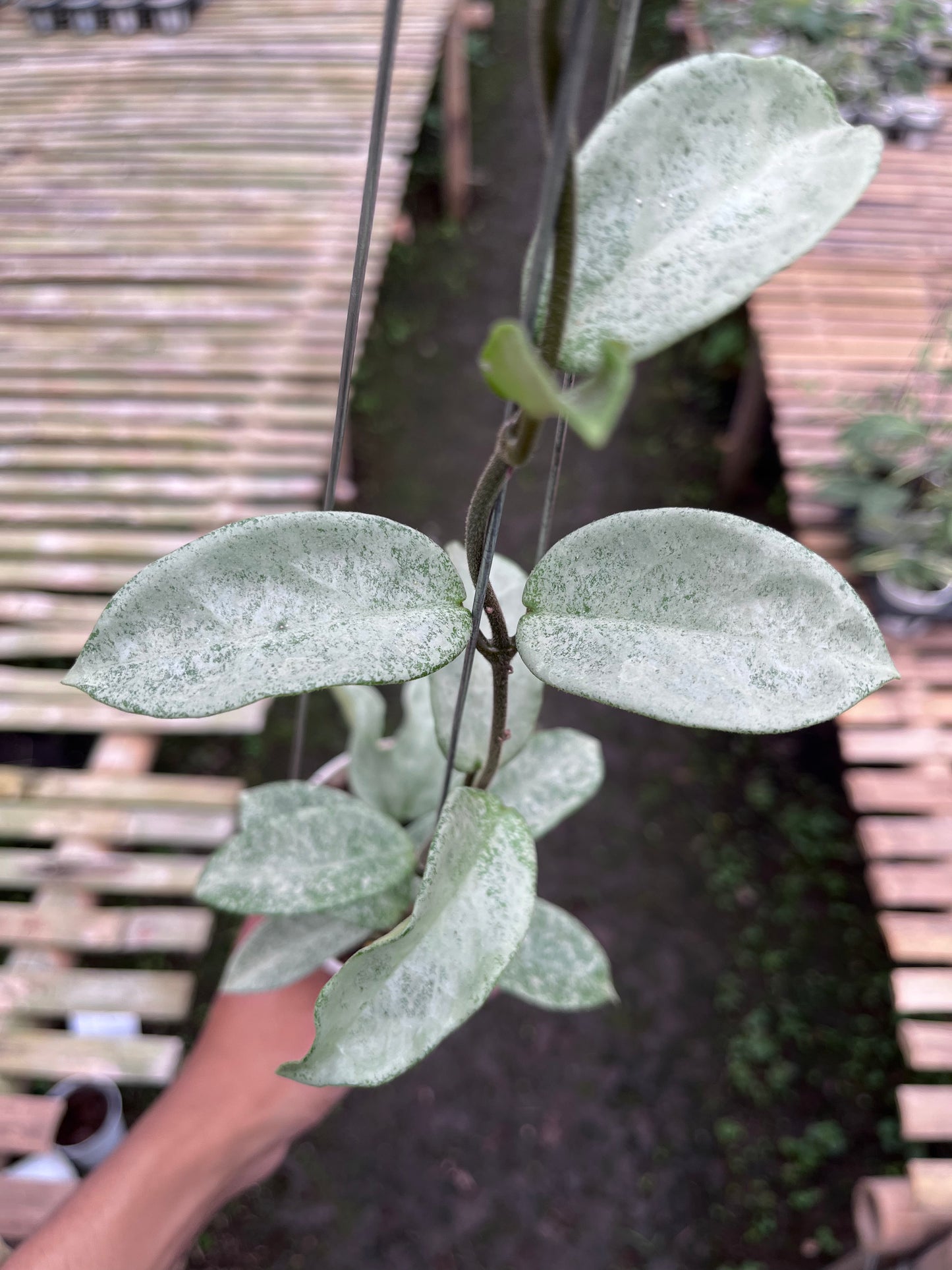 Hoya Nova Ghost