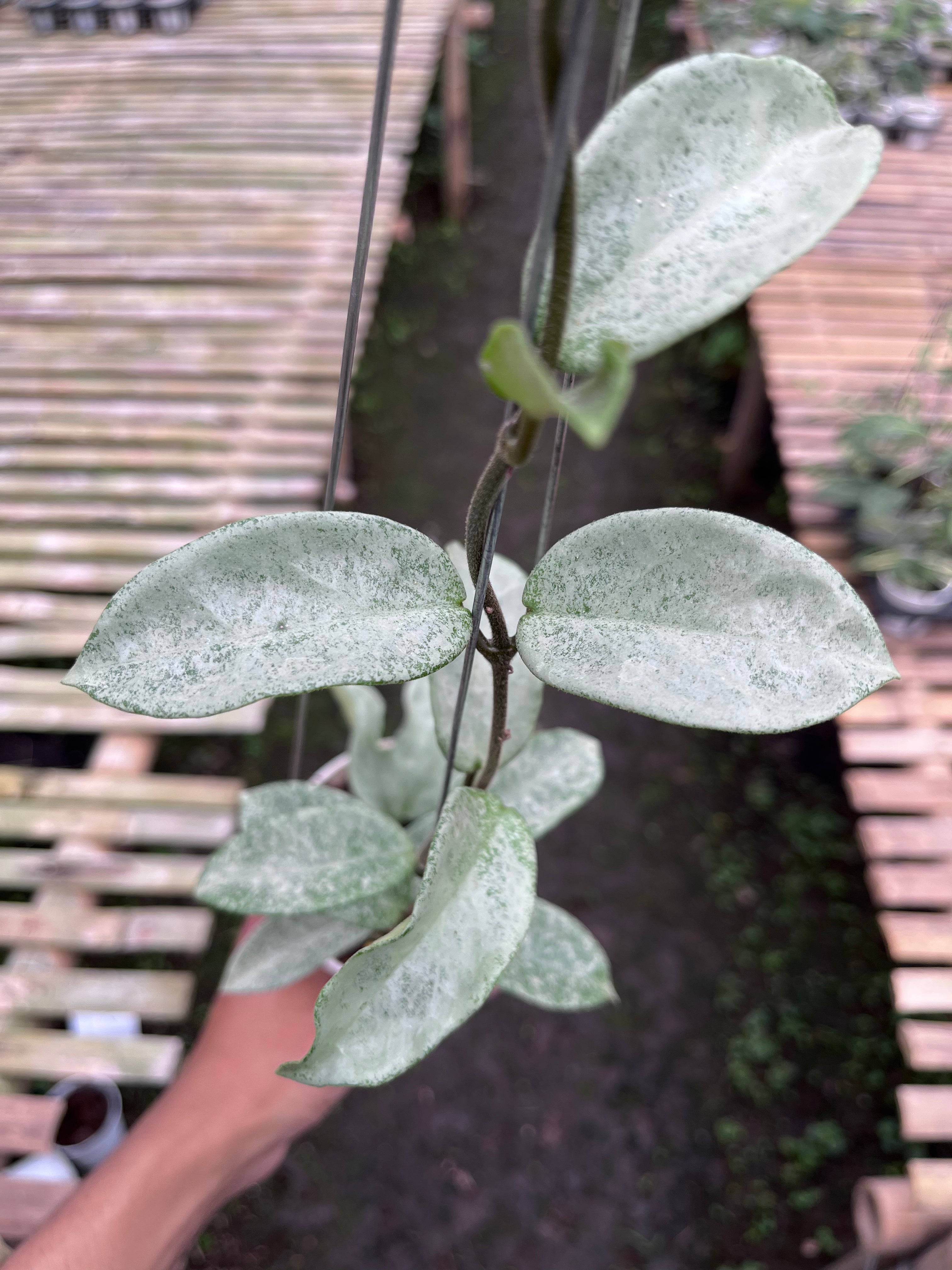 Hoya Nova Ghost