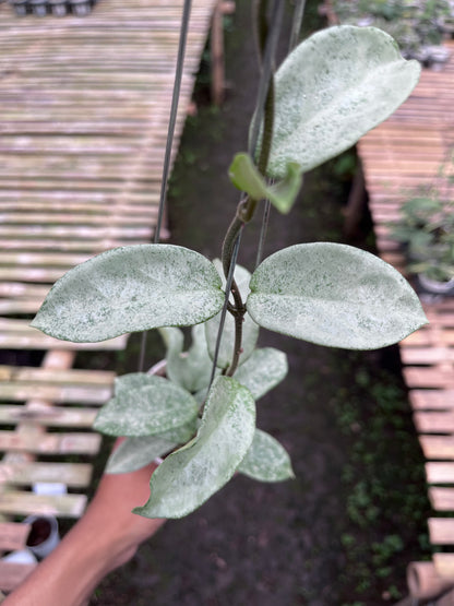 Hoya Nova Ghost