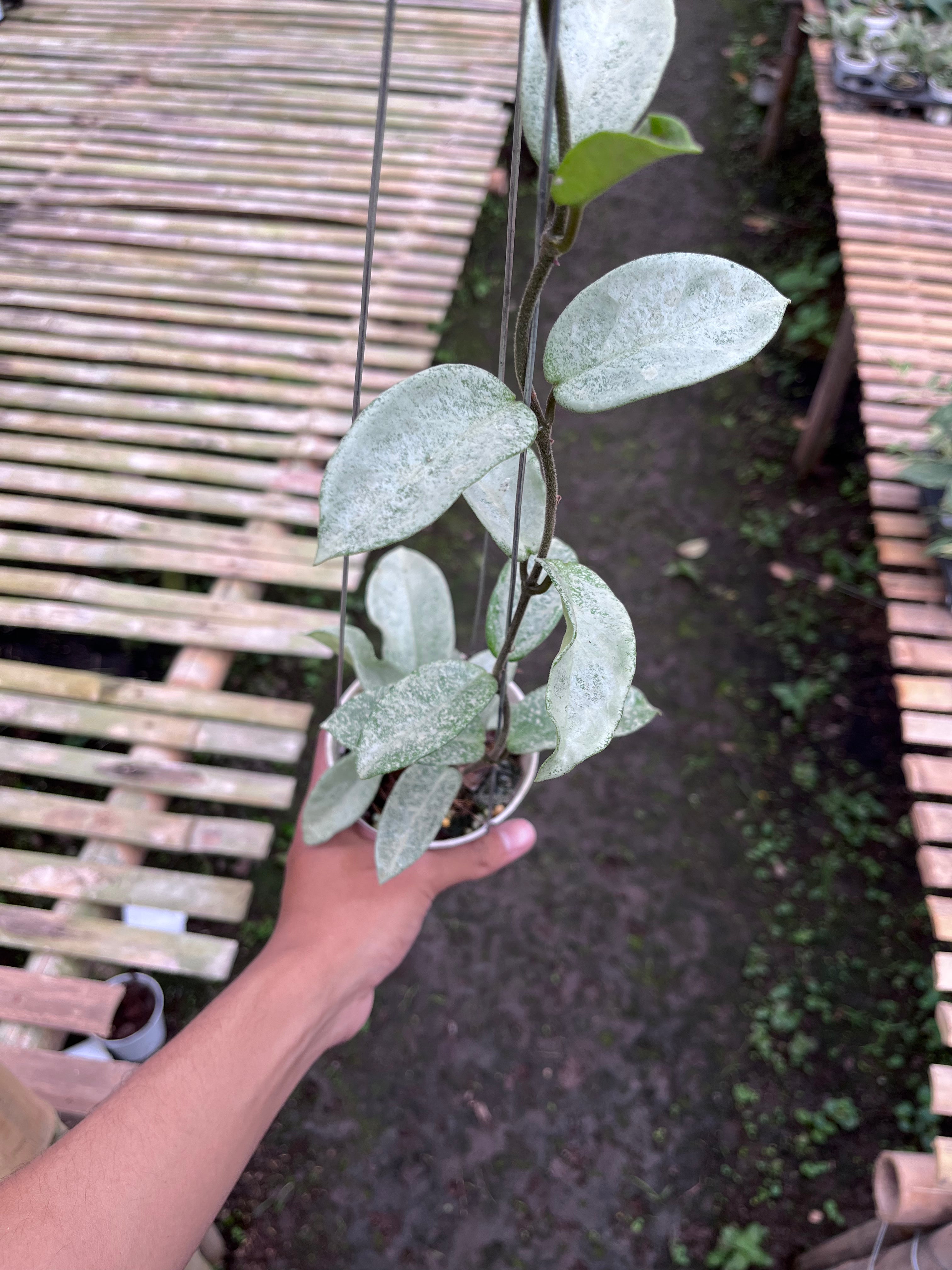 Hoya Nova Ghost