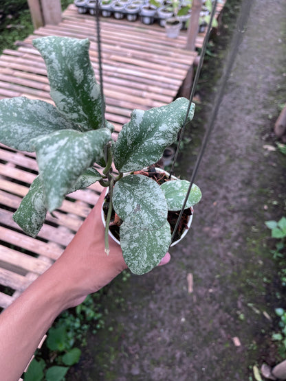 Hoya Waymaniae Cloudy Sky