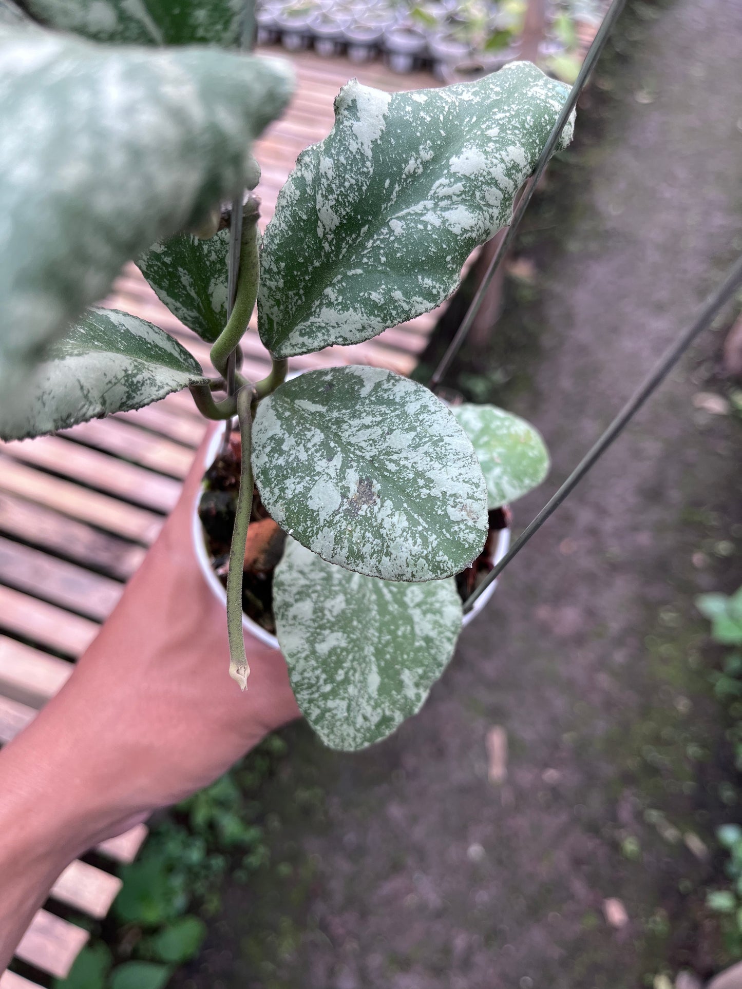 Hoya Waymaniae Cloudy Sky