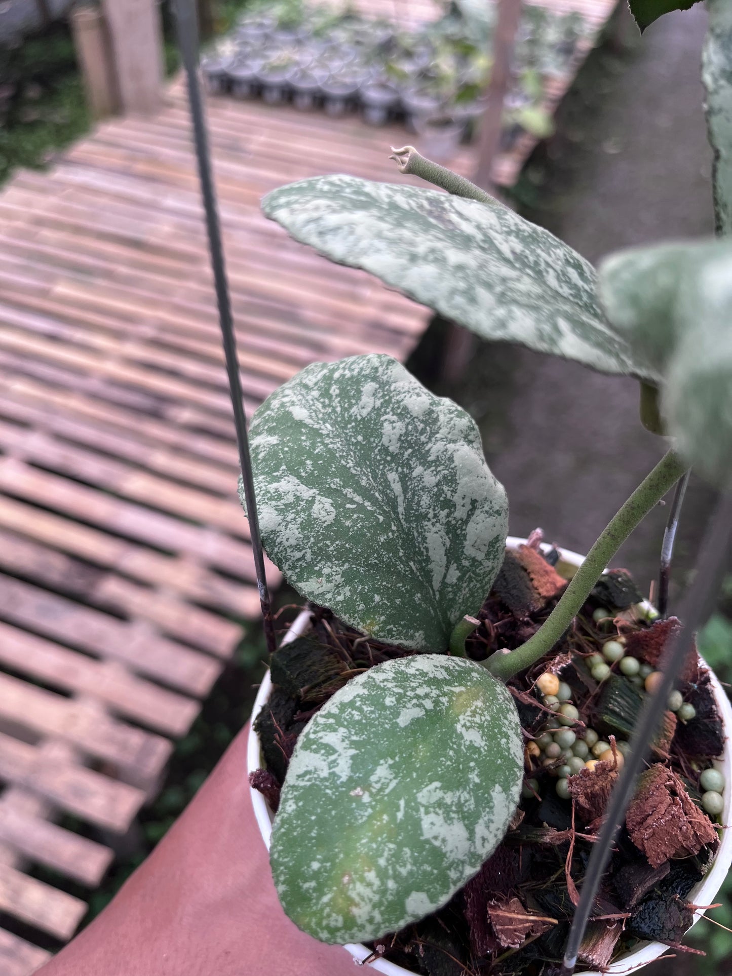 Hoya Waymaniae Cloudy Sky