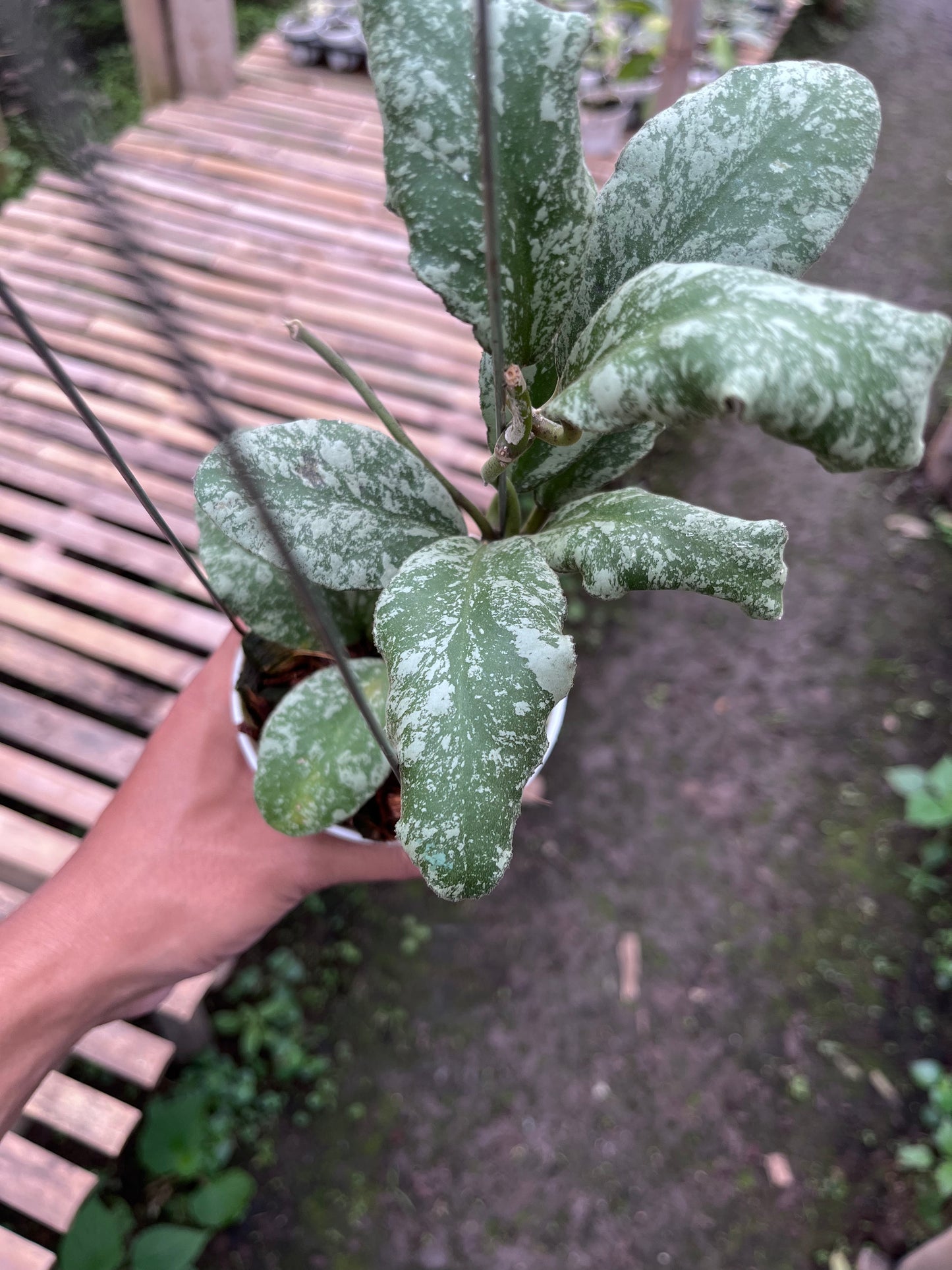 Hoya Waymaniae Cloudy Sky