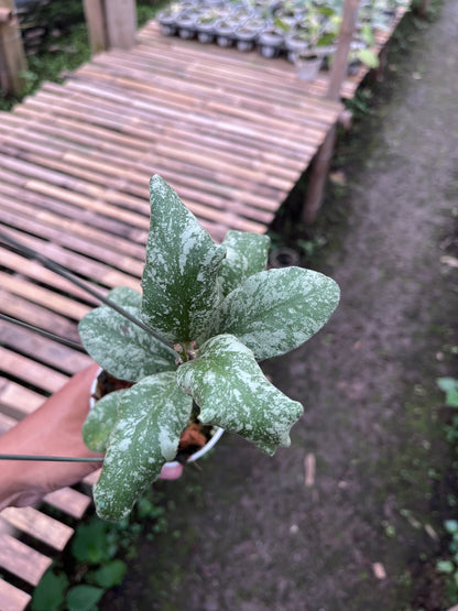 Hoya Waymaniae Cloudy Sky