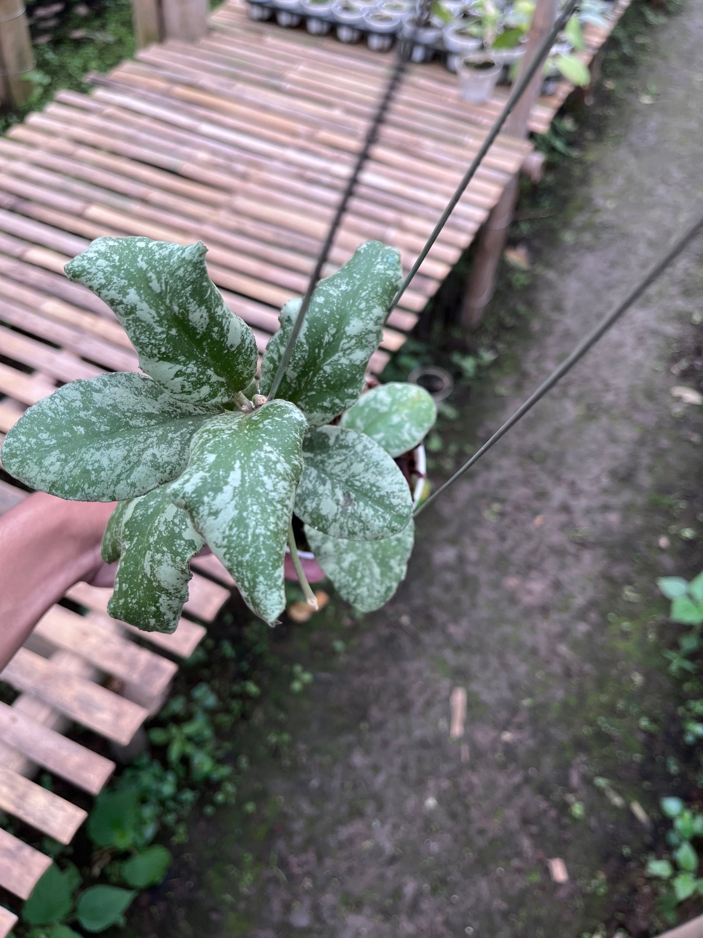 Hoya Waymaniae Cloudy Sky