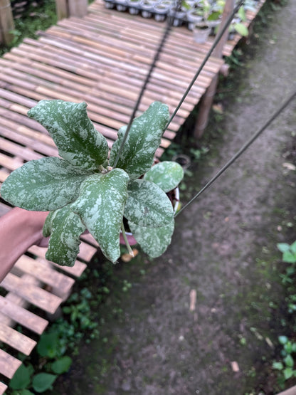 Hoya Waymaniae Cloudy Sky