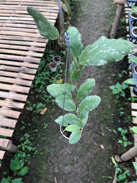 Hoya Waymaniae Splash