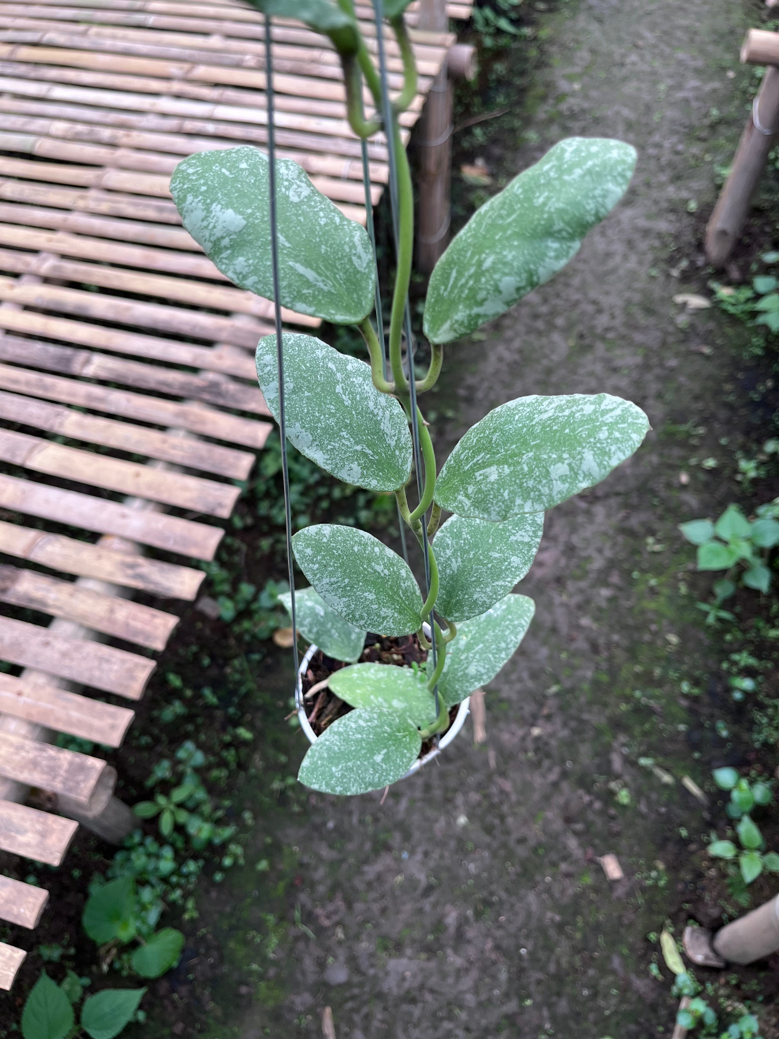 Hoya Waymaniae Splash