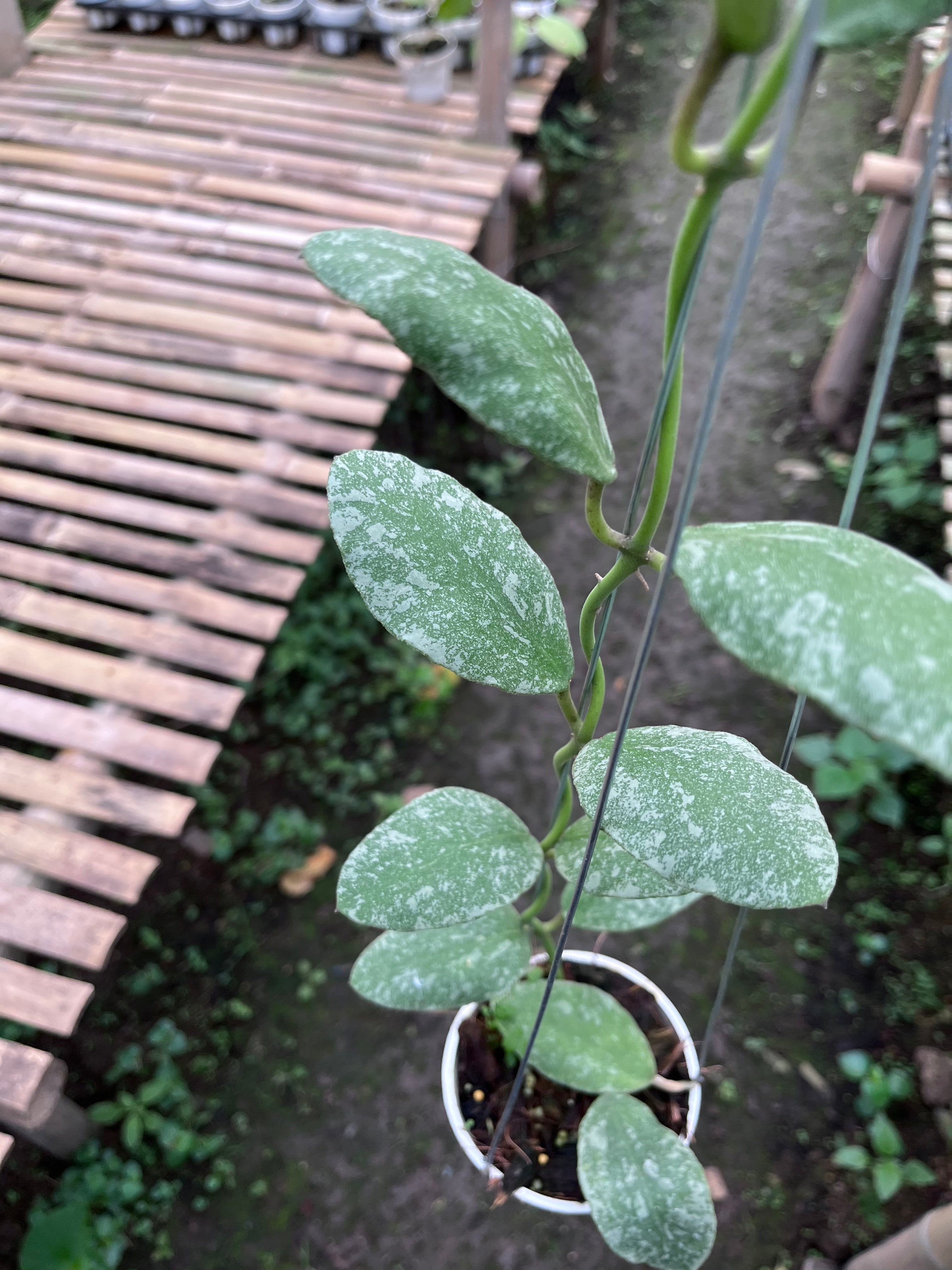 Hoya Waymaniae Splash