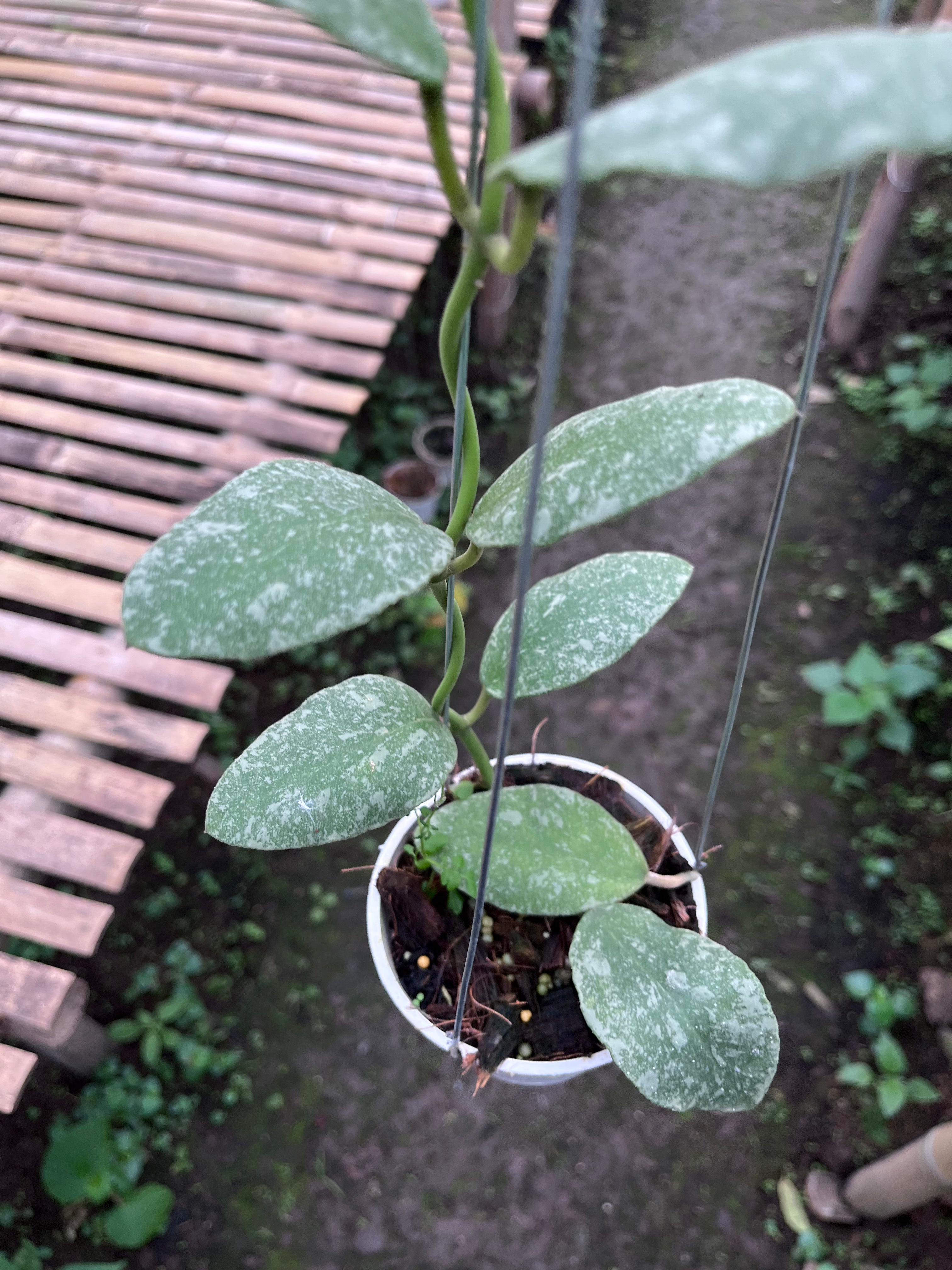 Hoya Waymaniae Splash