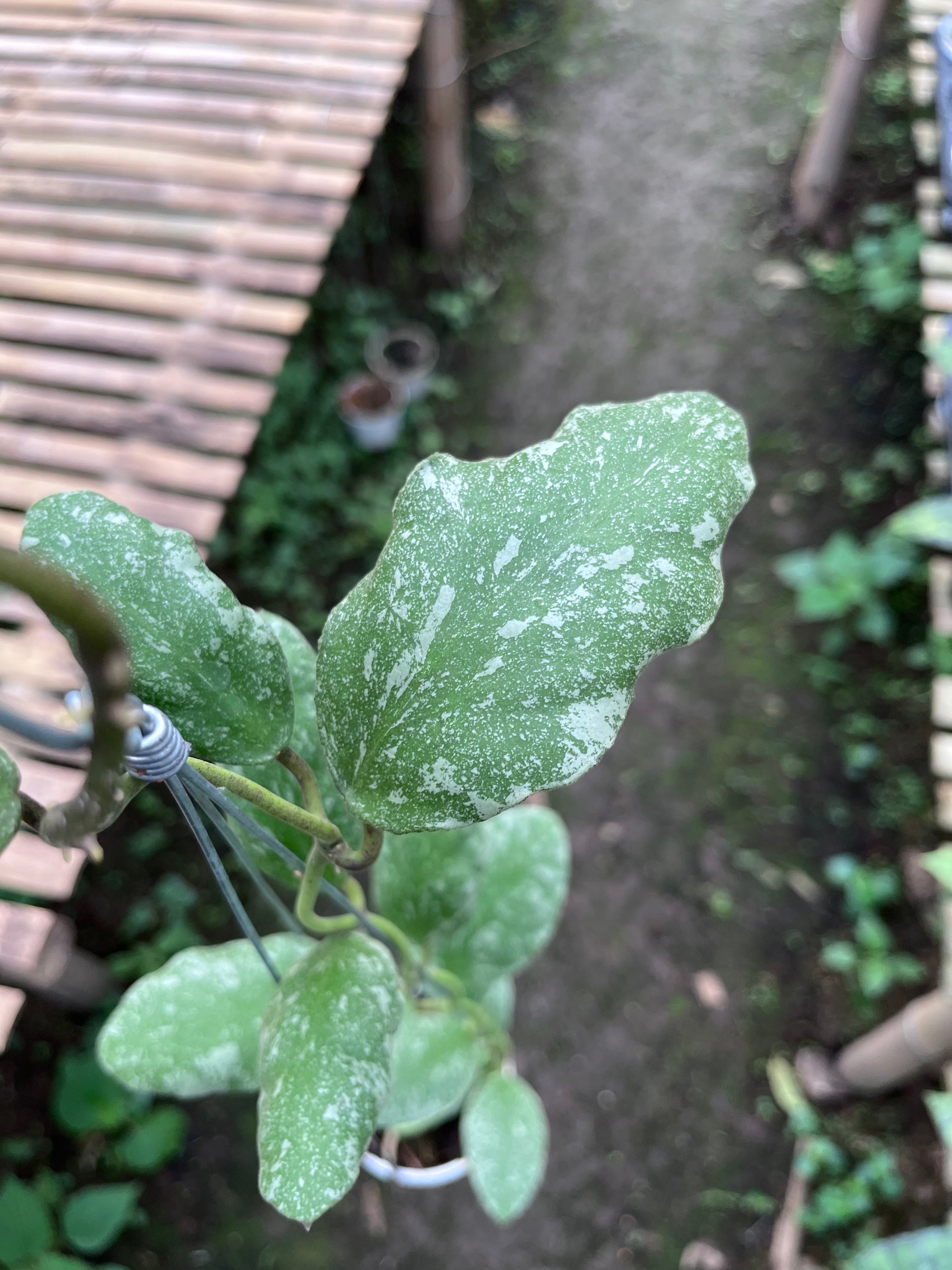 Hoya Waymaniae Splash