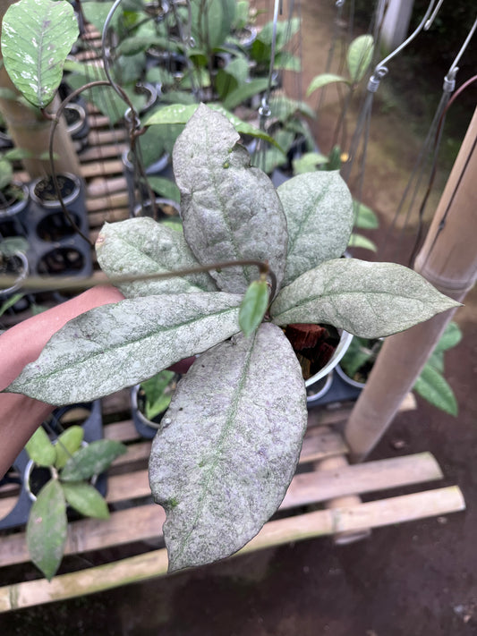 Hoya Mitrata Purple (Silver Sun Stress)