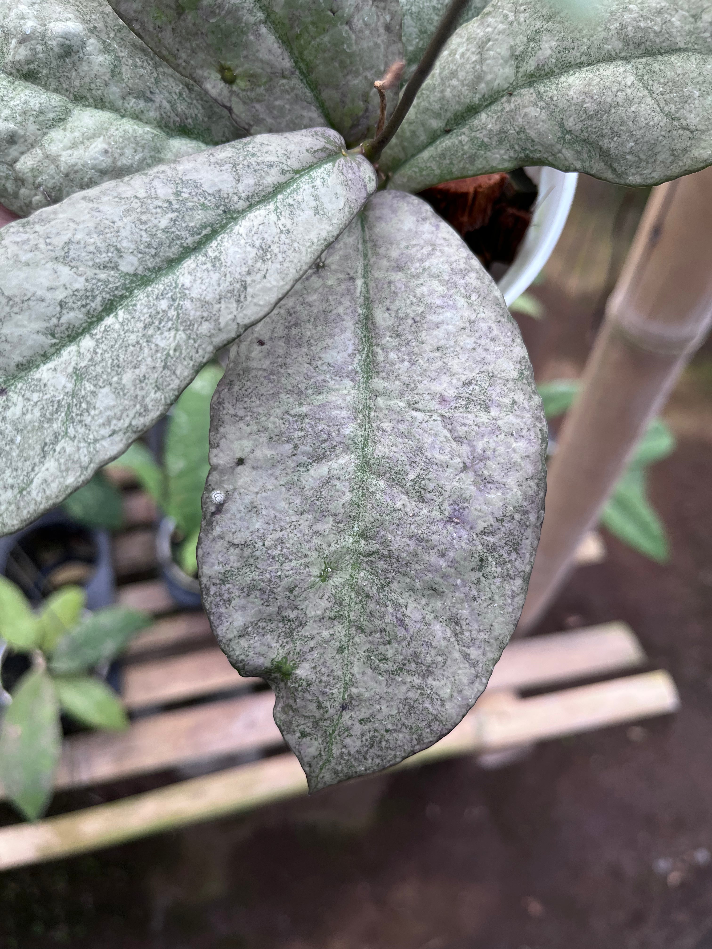 Hoya Mitrata Purple (Silver Sun Stress)