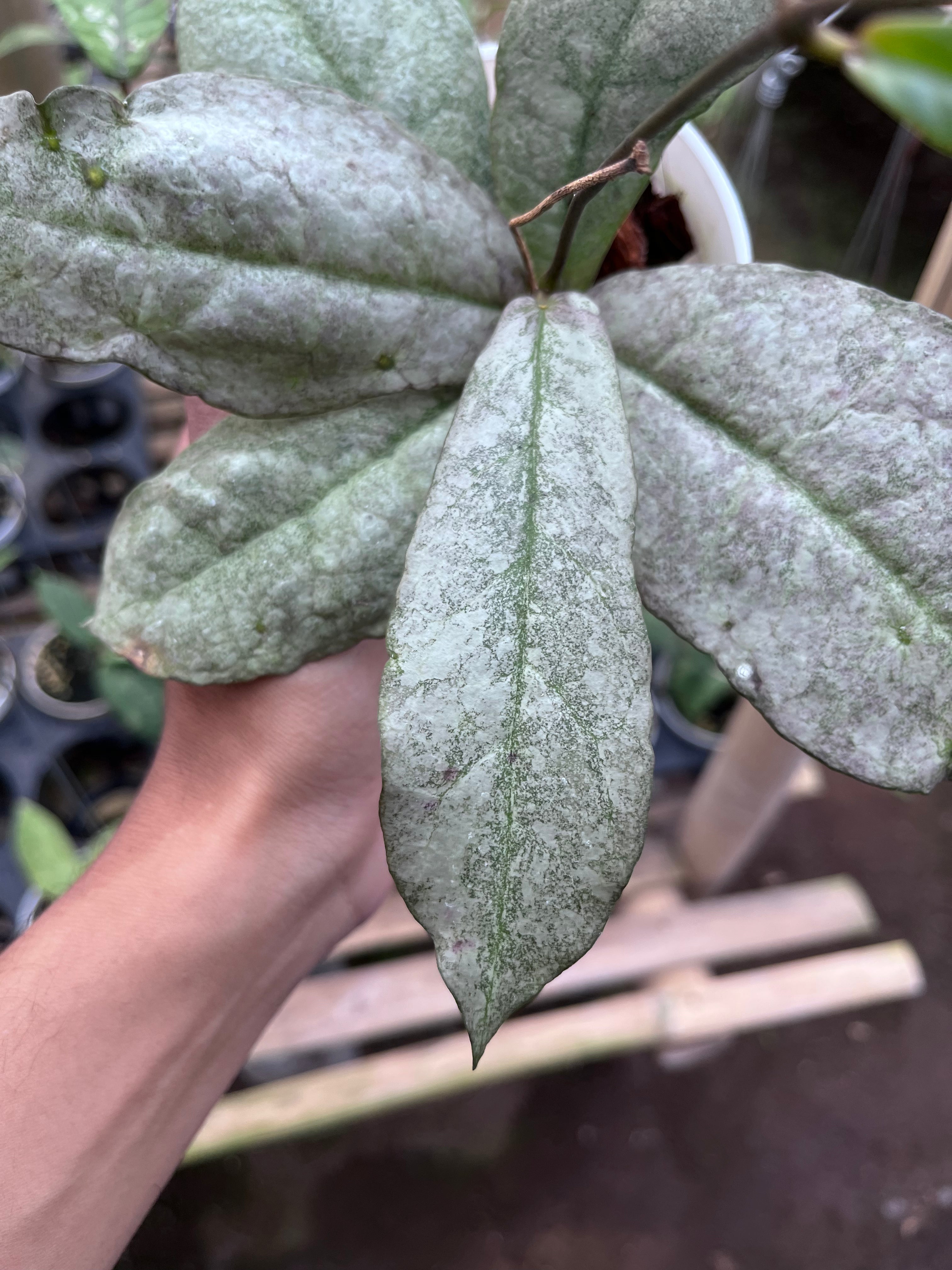Hoya Mitrata Purple (Silver Sun Stress)