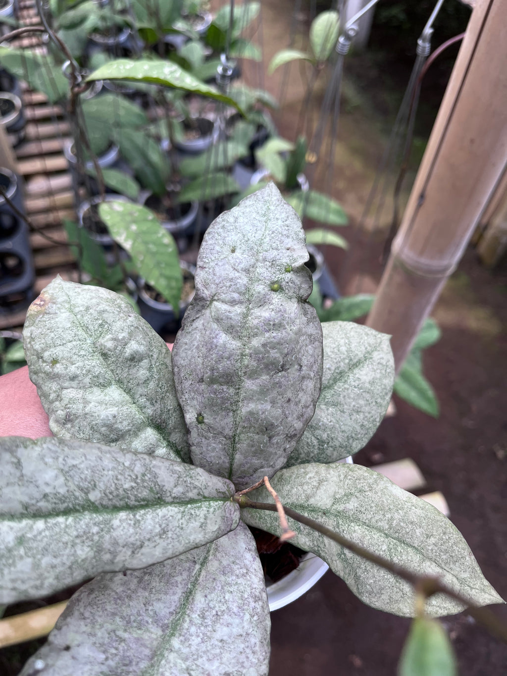 Hoya Mitrata Purple (Silver Sun Stress)