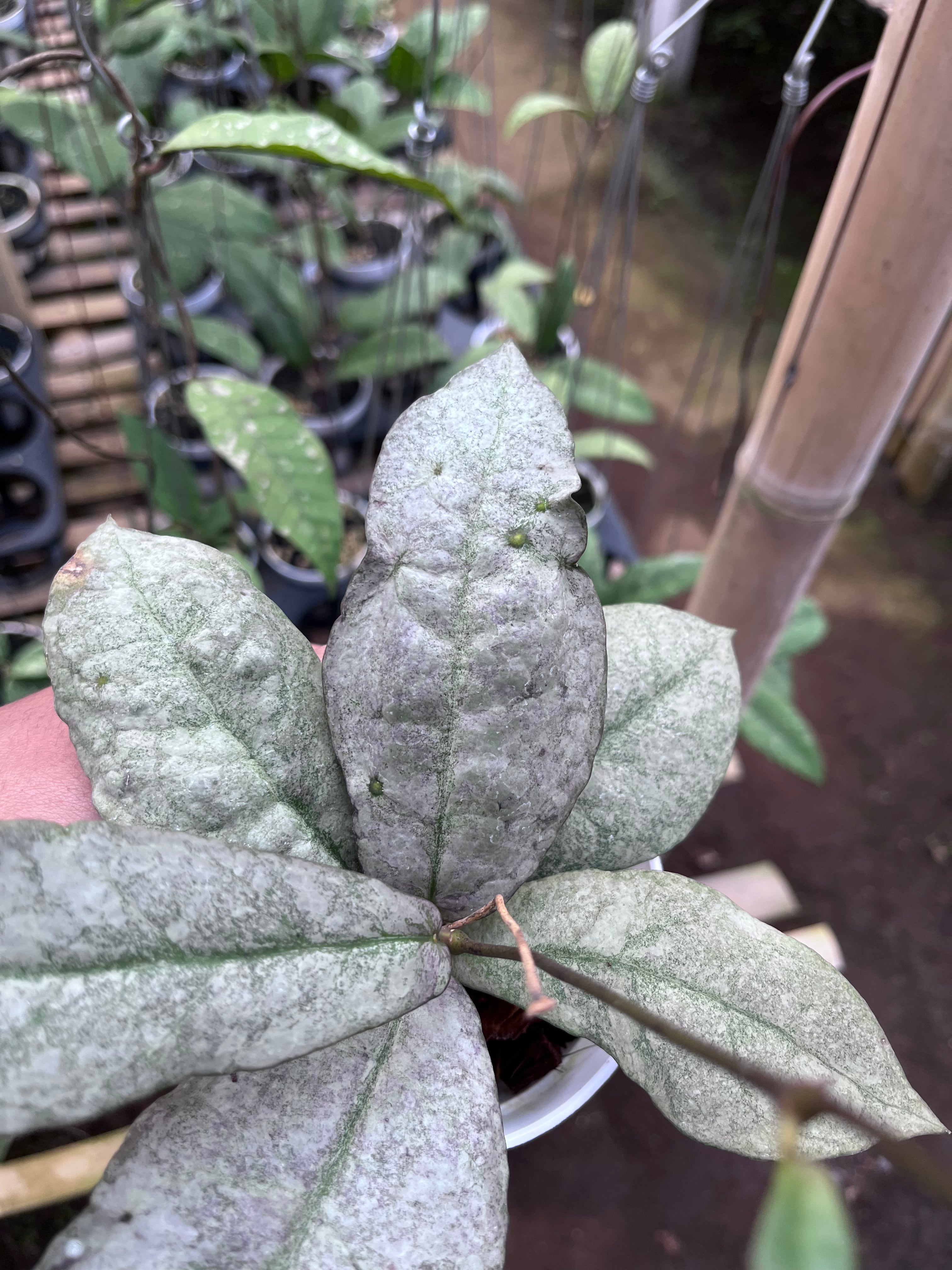 Hoya Mitrata Purple (Silver Sun Stress)