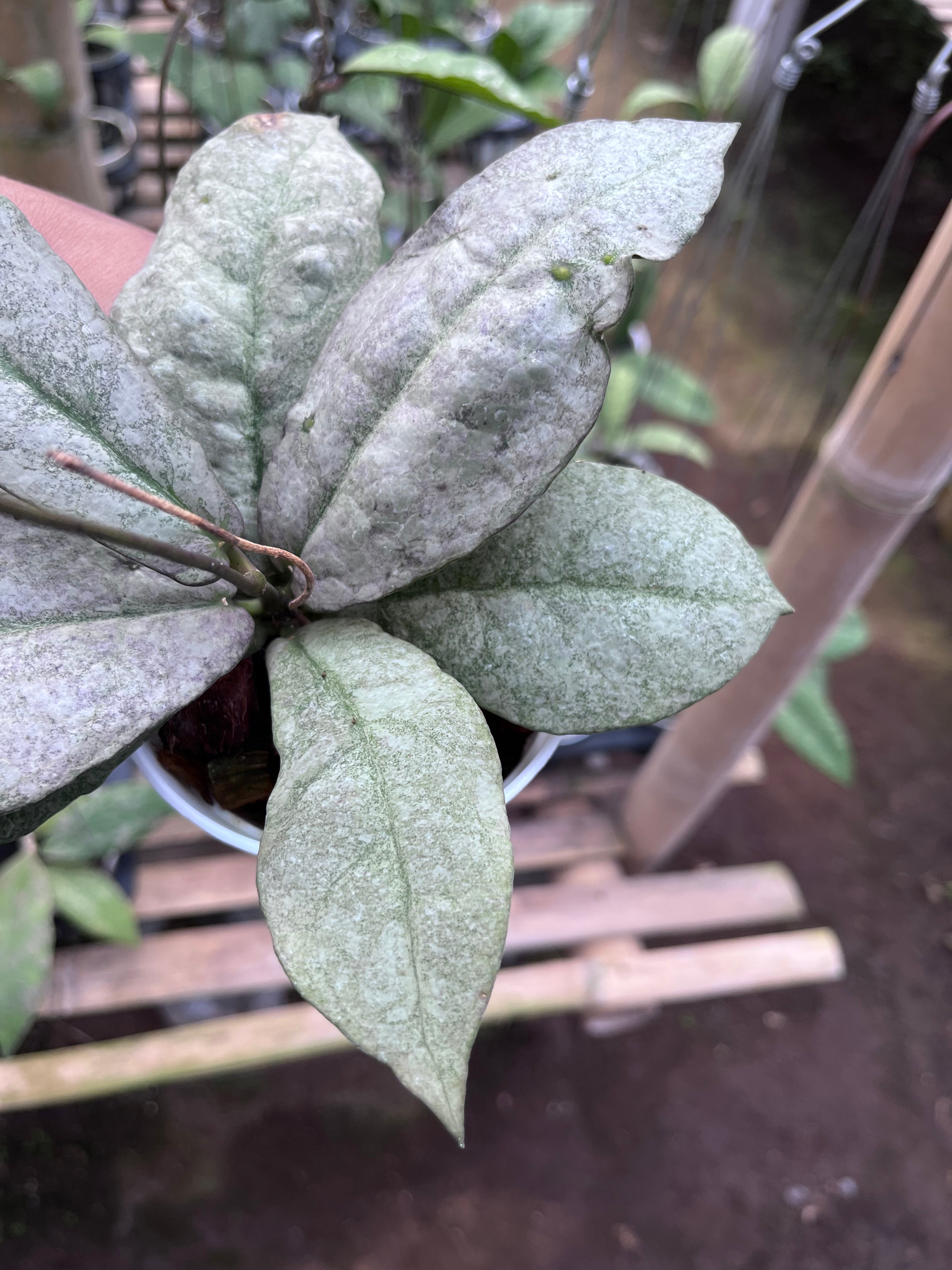 Hoya Mitrata Purple (Silver Sun Stress)